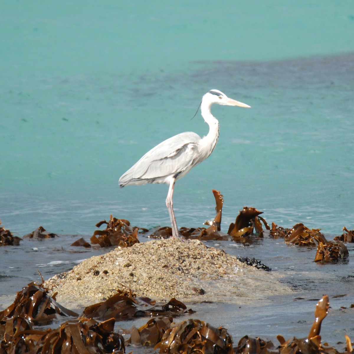 Gray Heron (Gray) - Joshua Erdman