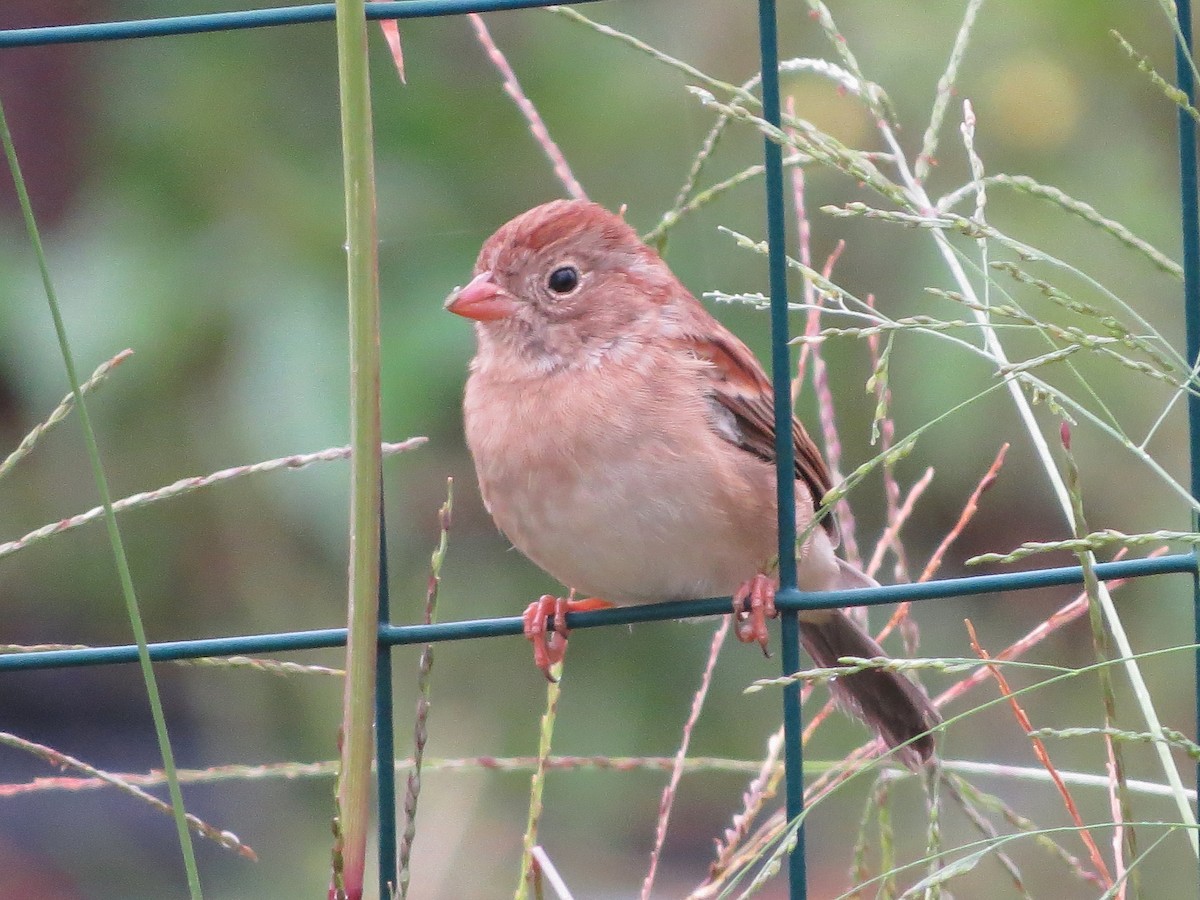Field Sparrow - ML116239301