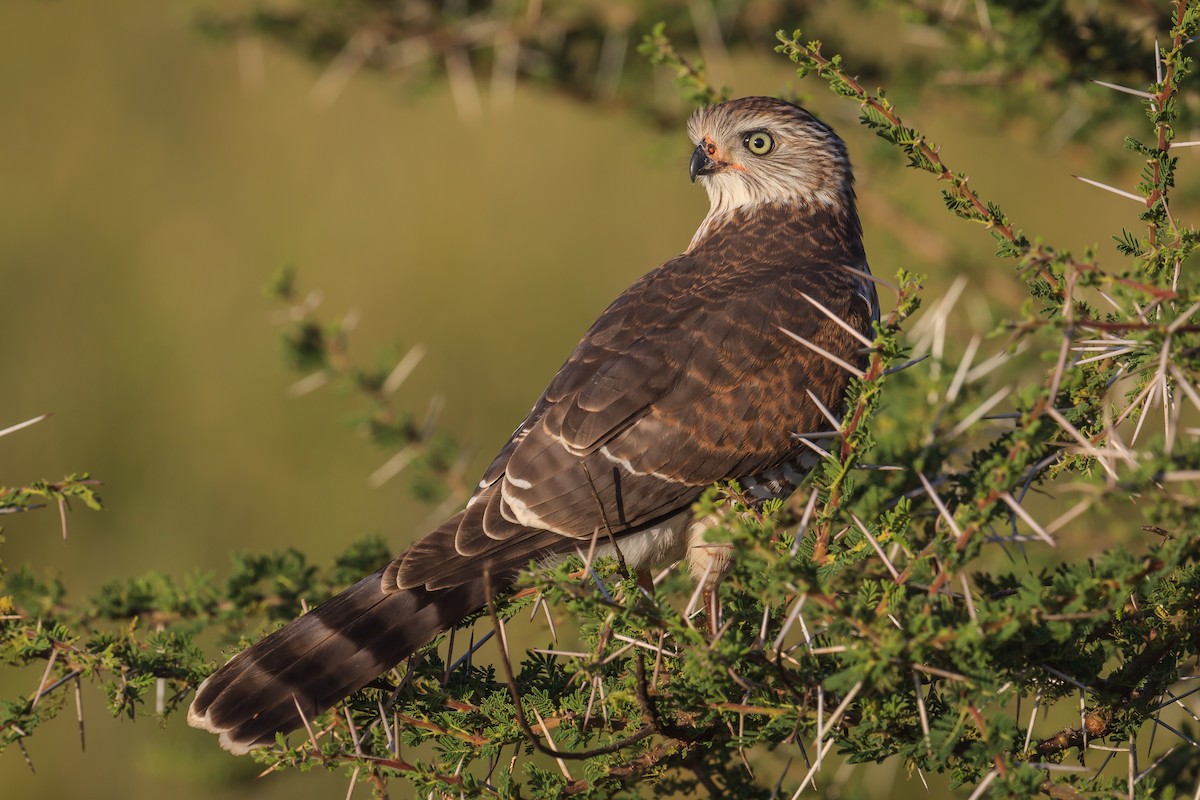 Gabar Goshawk - ML116239311