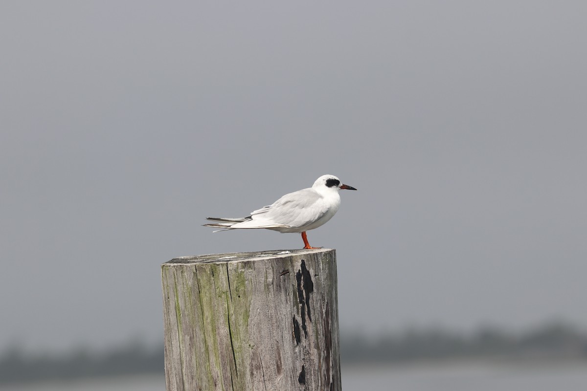 Forster's Tern - ML116239811