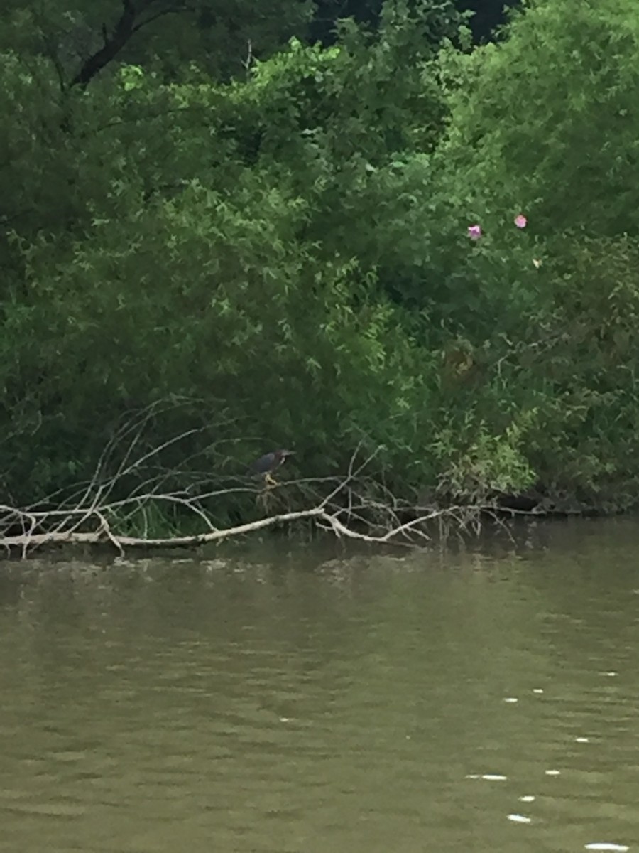 Green Heron - ML116240181