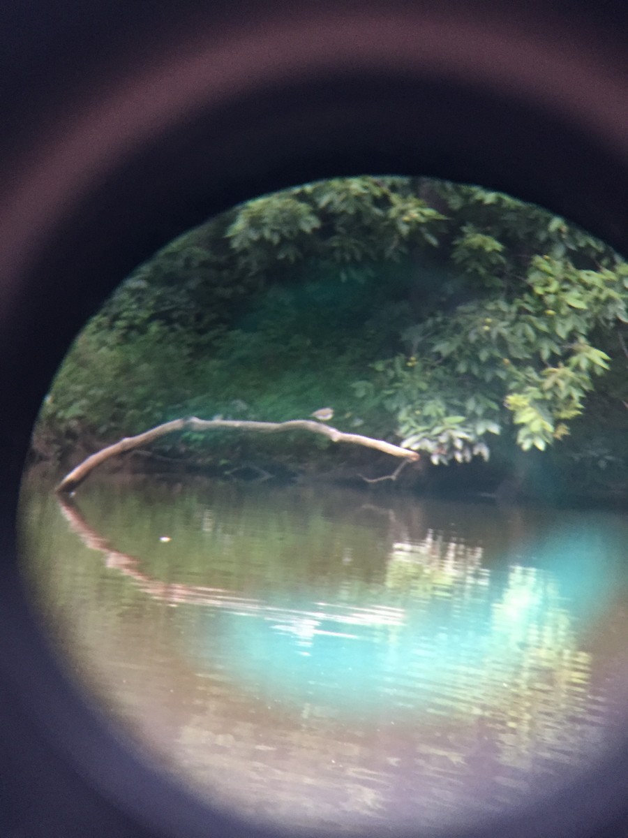 Spotted Sandpiper - ML116240331