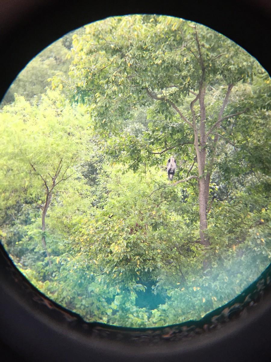 Great Blue Heron - ML116240421