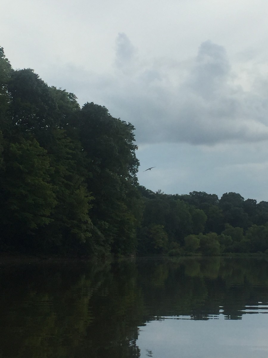 魚鷹 - ML116240541