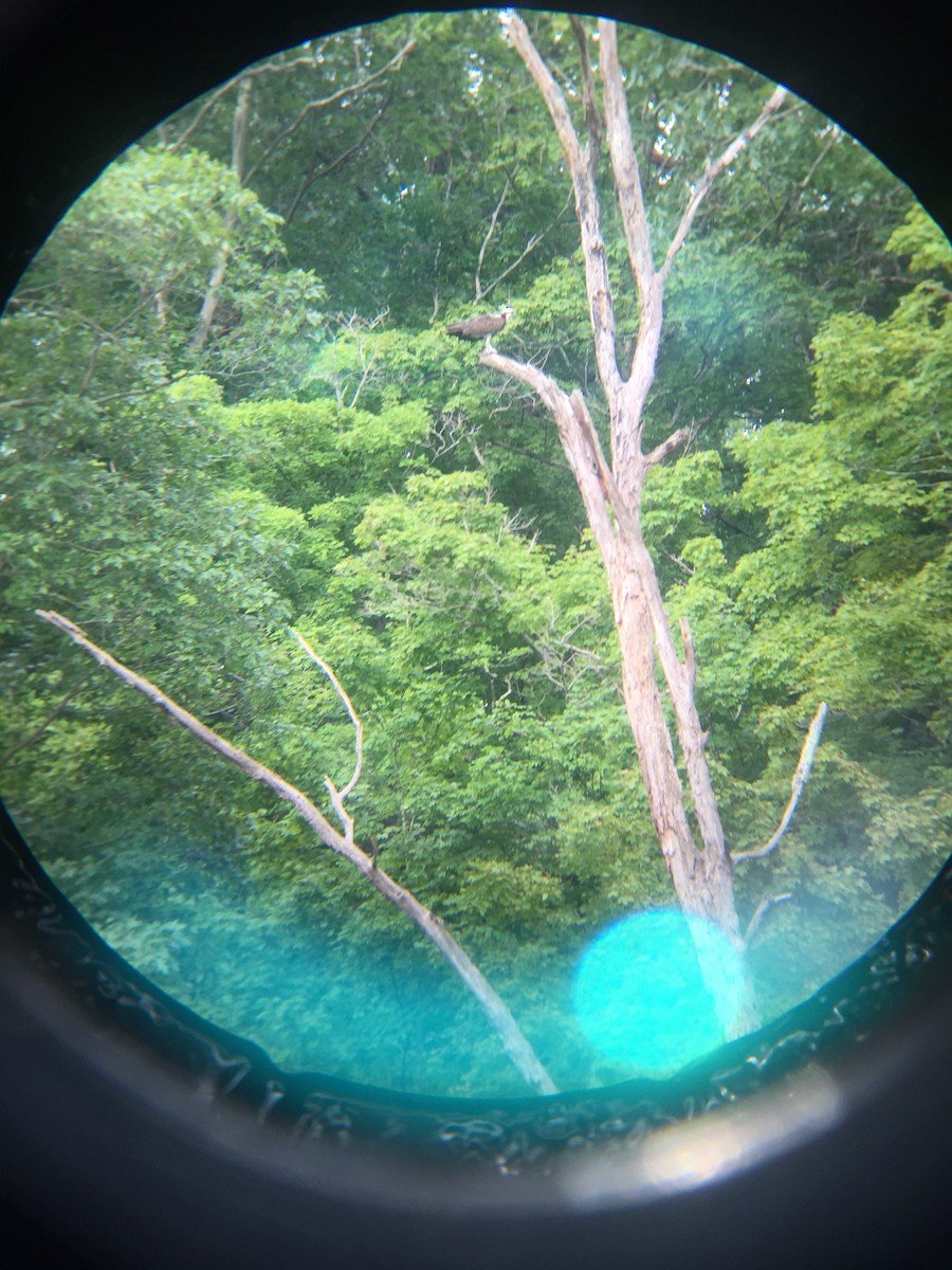 魚鷹 - ML116240571