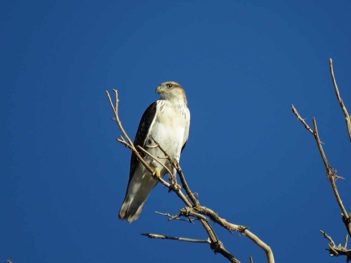 Ferruginous Hawk - ML116241341