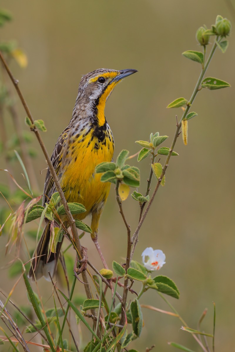 Yellow-throated Longclaw - ML116243271