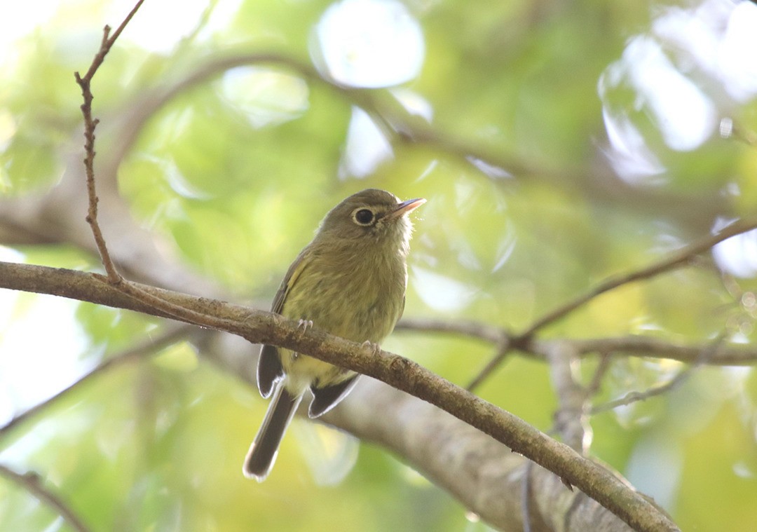 Eye-ringed Tody-Tyrant - ML116243601