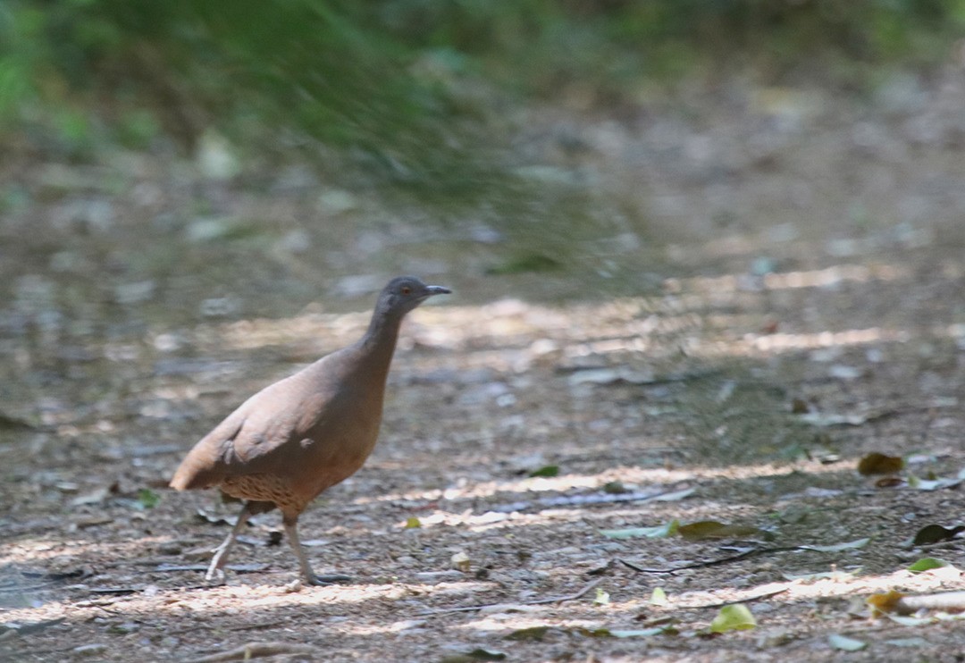 Brown Tinamou - ML116243691