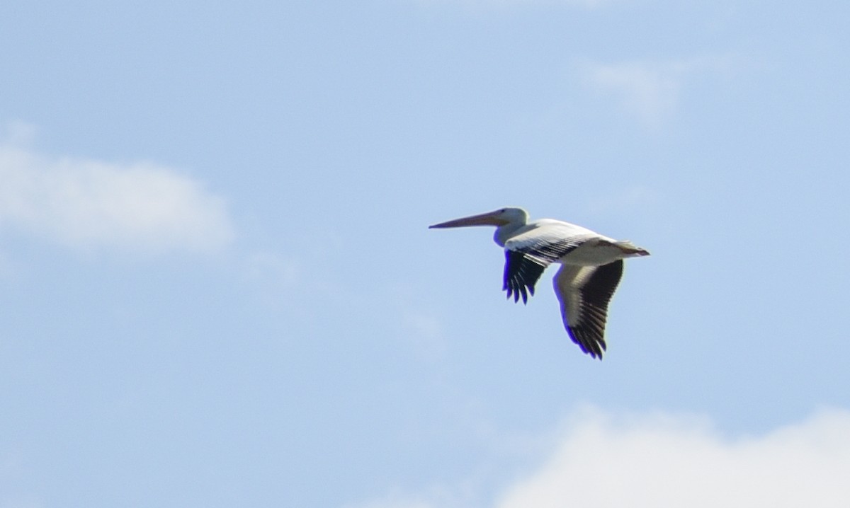 American White Pelican - ML116245271