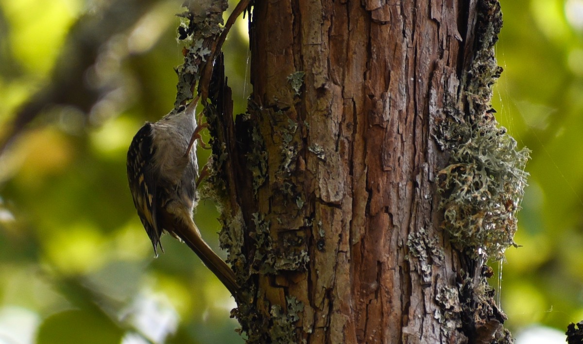 Brown Creeper - ML116245301