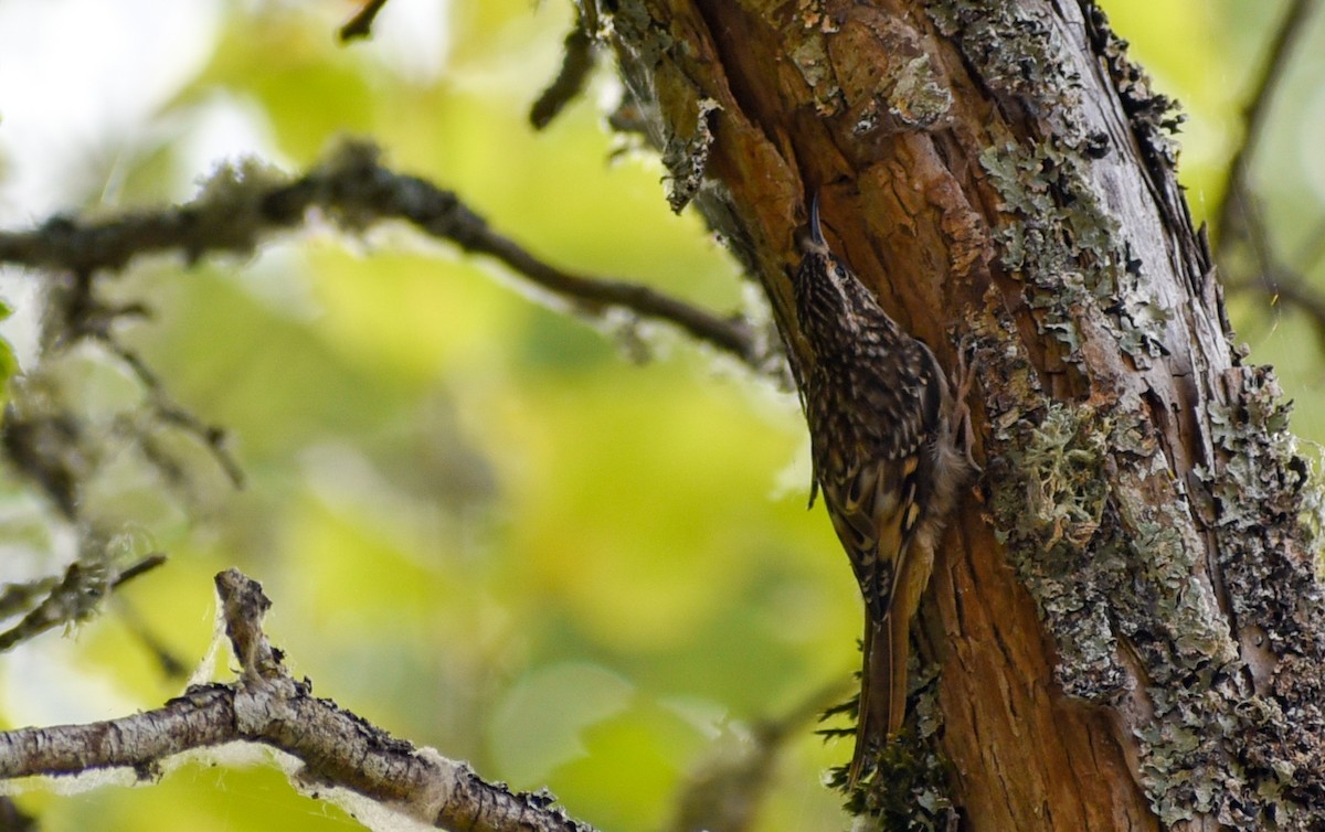 šoupálek americký - ML116245331