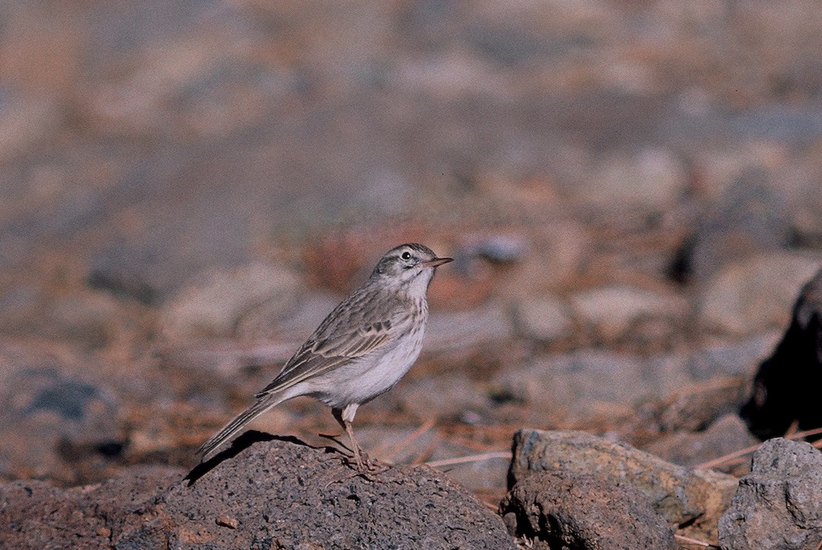 Berthelot's Pipit - Tamas Zeke