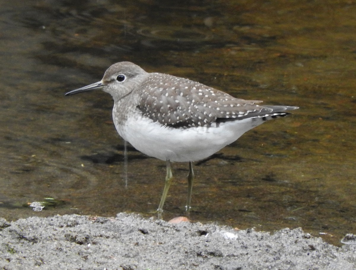 Solitary Sandpiper - Cristina Hartshorn