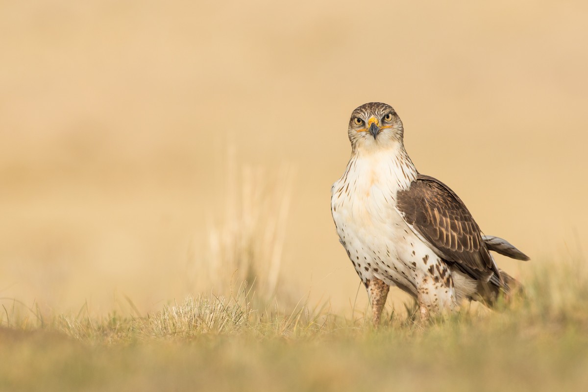 Ferruginous Hawk - Wolfe R