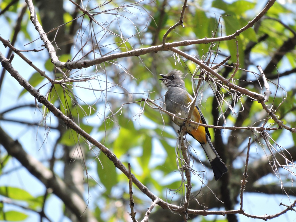 Gray Silky-flycatcher - ML116249701