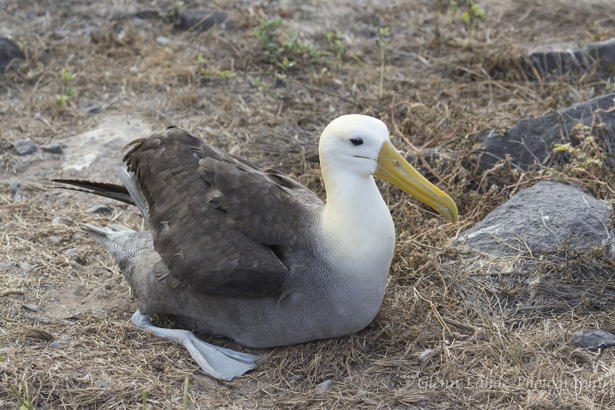 Albatros de Galápagos - ML116253911