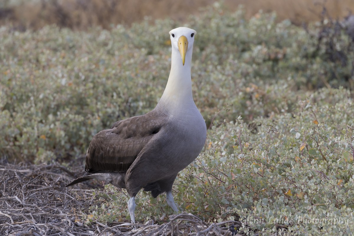 Albatros des Galapagos - ML116254491
