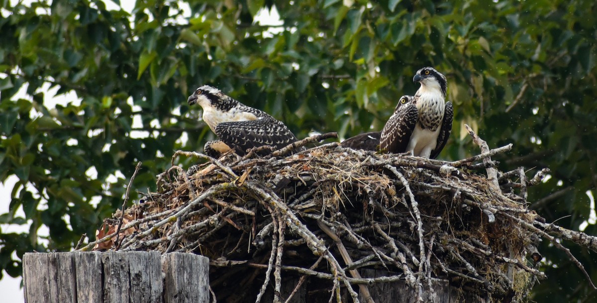 orlovec říční - ML116256141