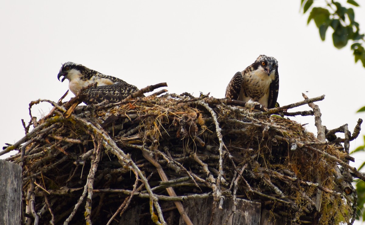 orlovec říční - ML116256161