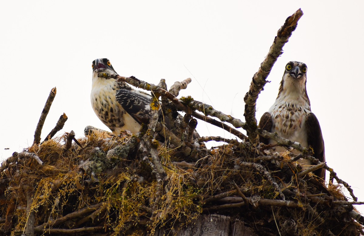 orlovec říční - ML116256181