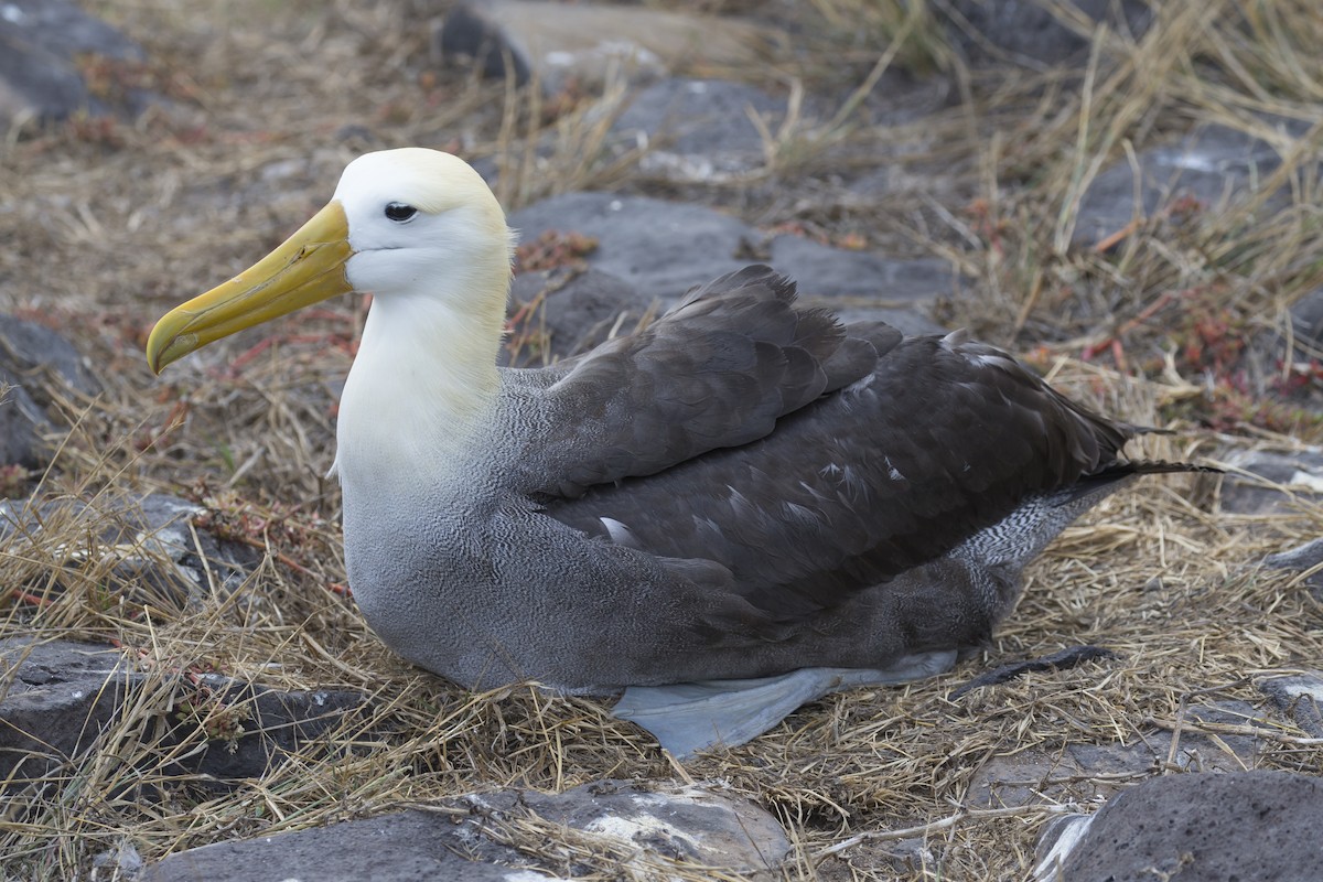 Albatros des Galapagos - ML116256361