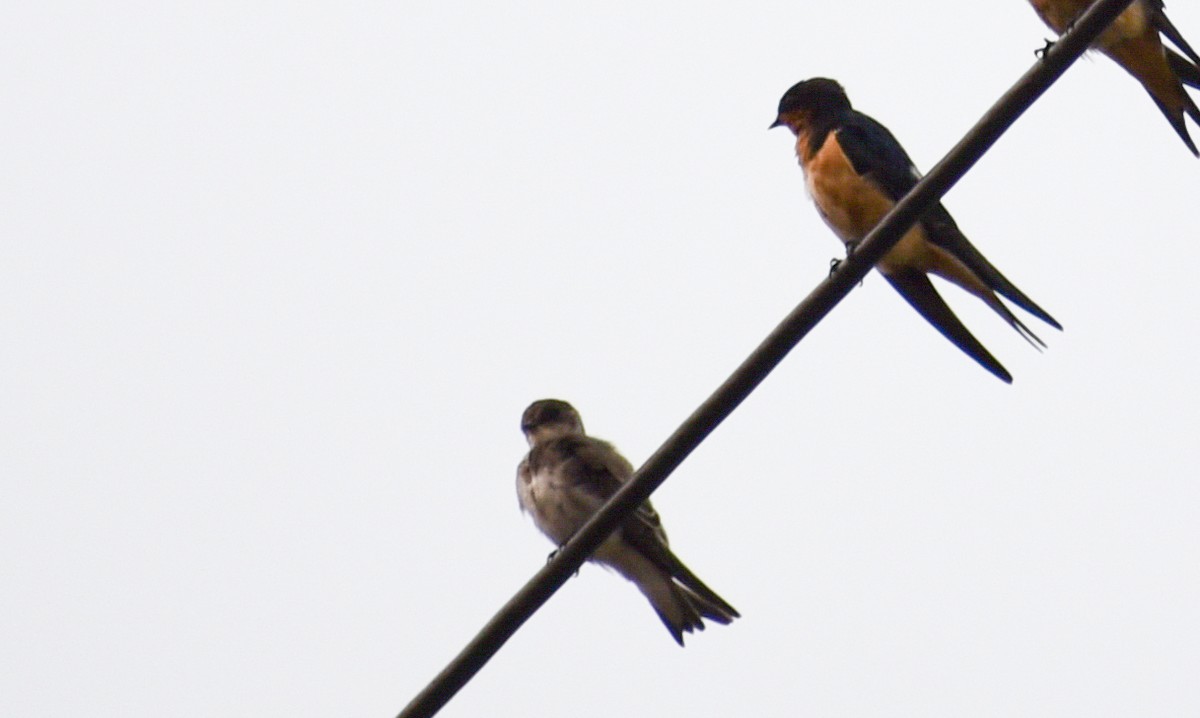 Northern Rough-winged Swallow - Georgia Gerrior