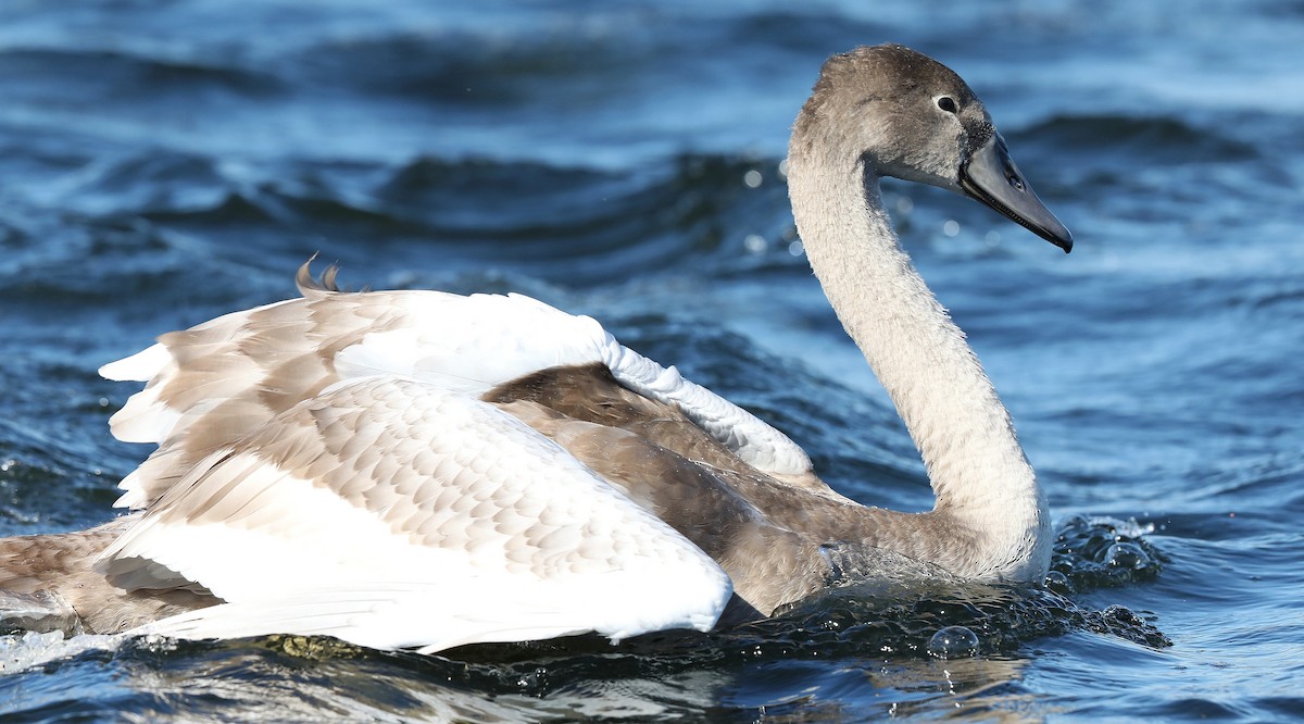 Cygne tuberculé - ML116257501