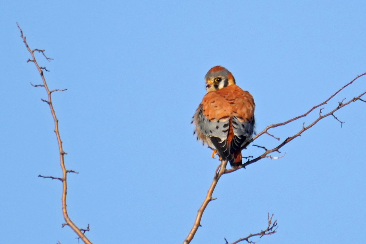 American Kestrel - ML116260111
