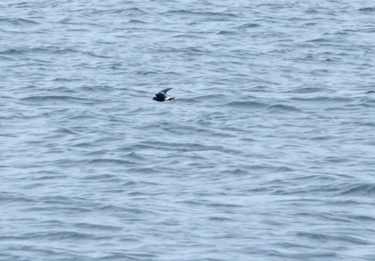 Wilson's Storm-Petrel - ML116262881