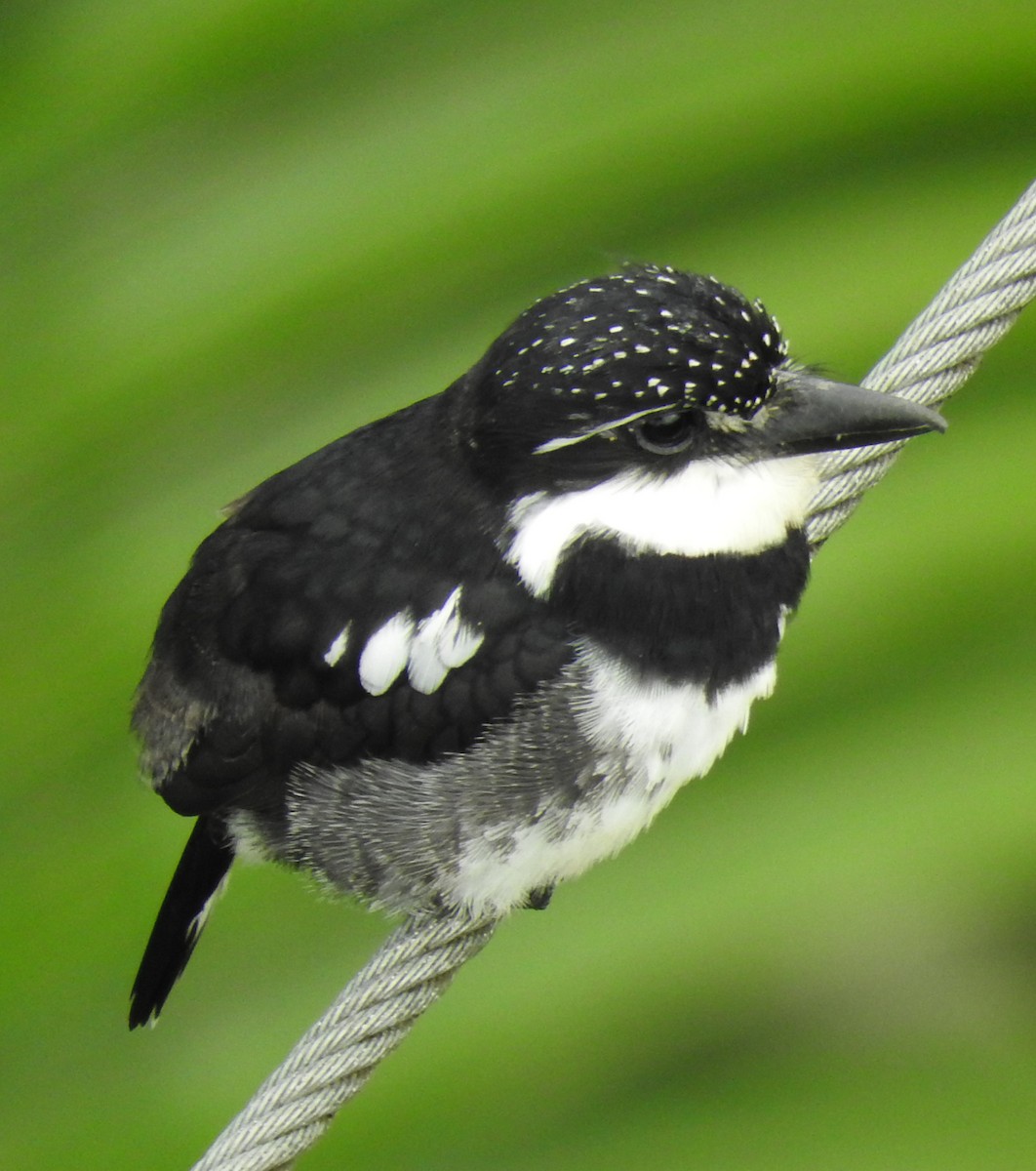 Pied Puffbird - ML116263651