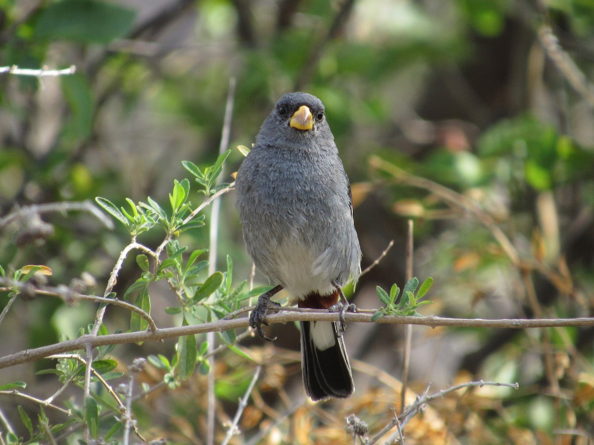 Band-tailed Seedeater - samuel olivieri bornand