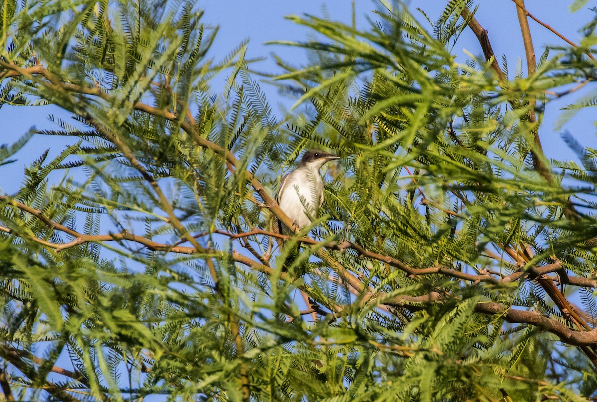 Schieferrücken-Königstyrann - ML116267971