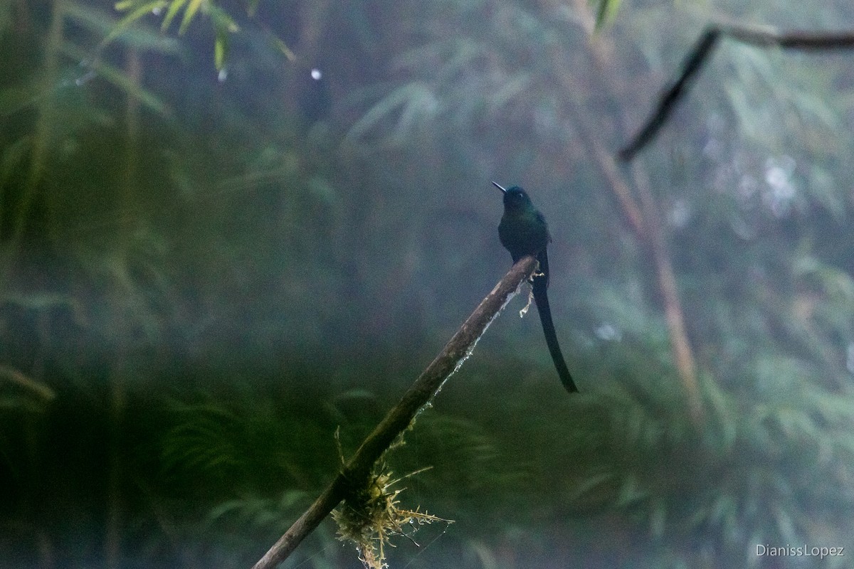 Long-tailed Sylph - ML116269181