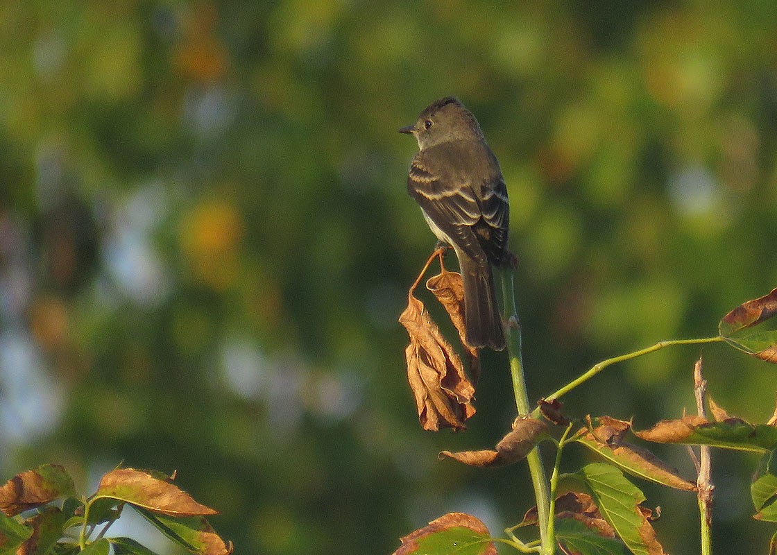 Eastern Wood-Pewee - Thomas Schultz