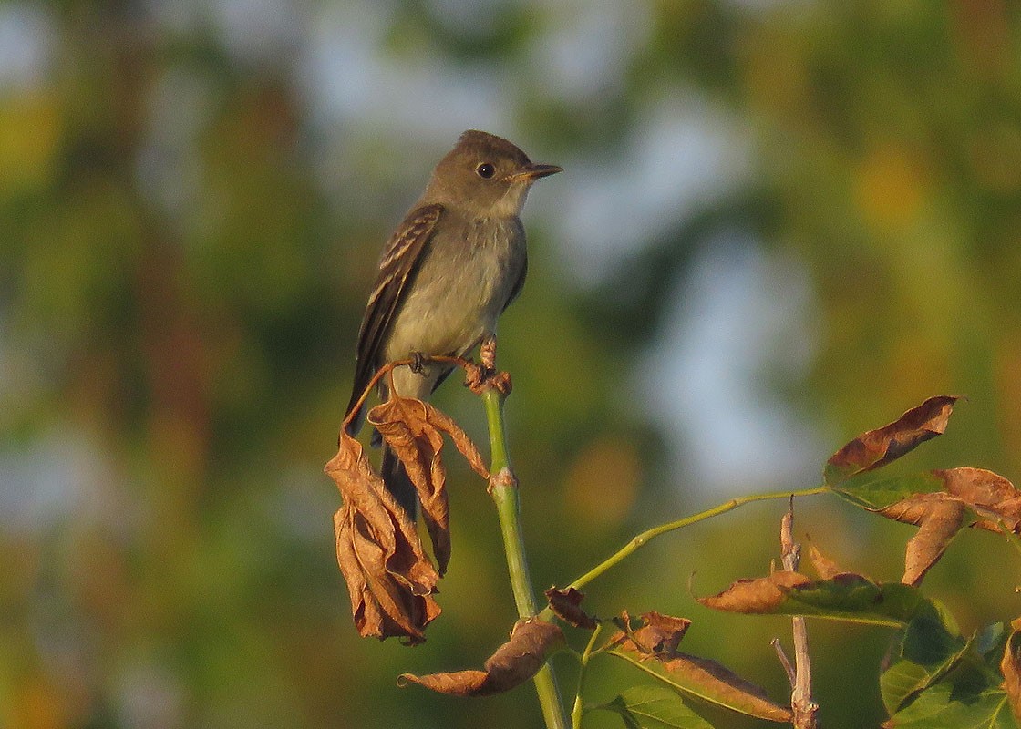 Eastern Wood-Pewee - Thomas Schultz