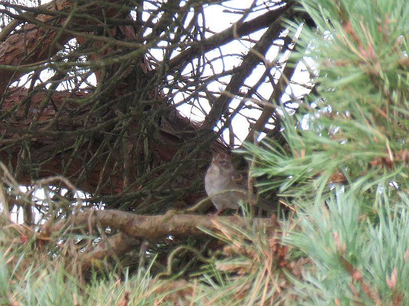 passerellidé sp. - ML116270161