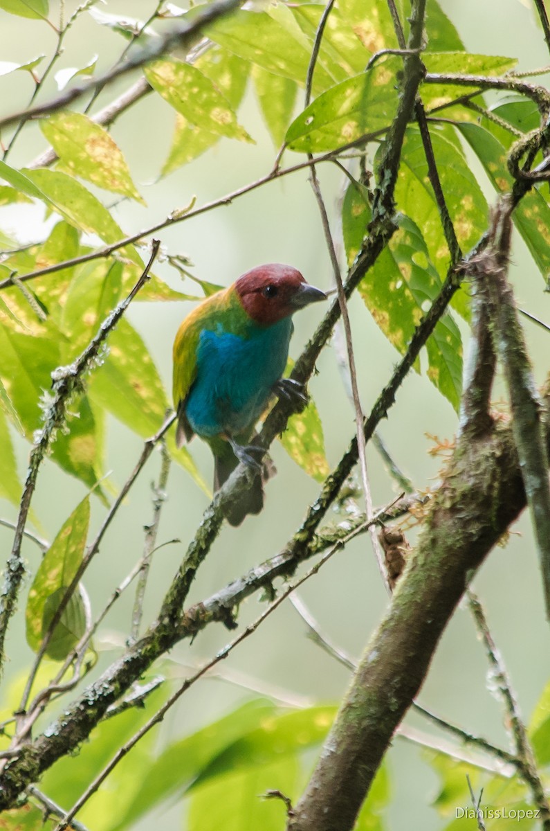 Bay-headed Tanager - ML116271651