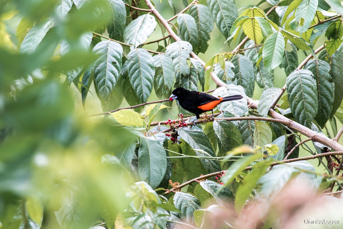 Flame-rumped Tanager (Flame-rumped) - Diana López G