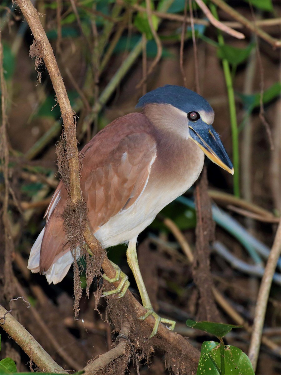 Boat-billed Heron - ML116273281