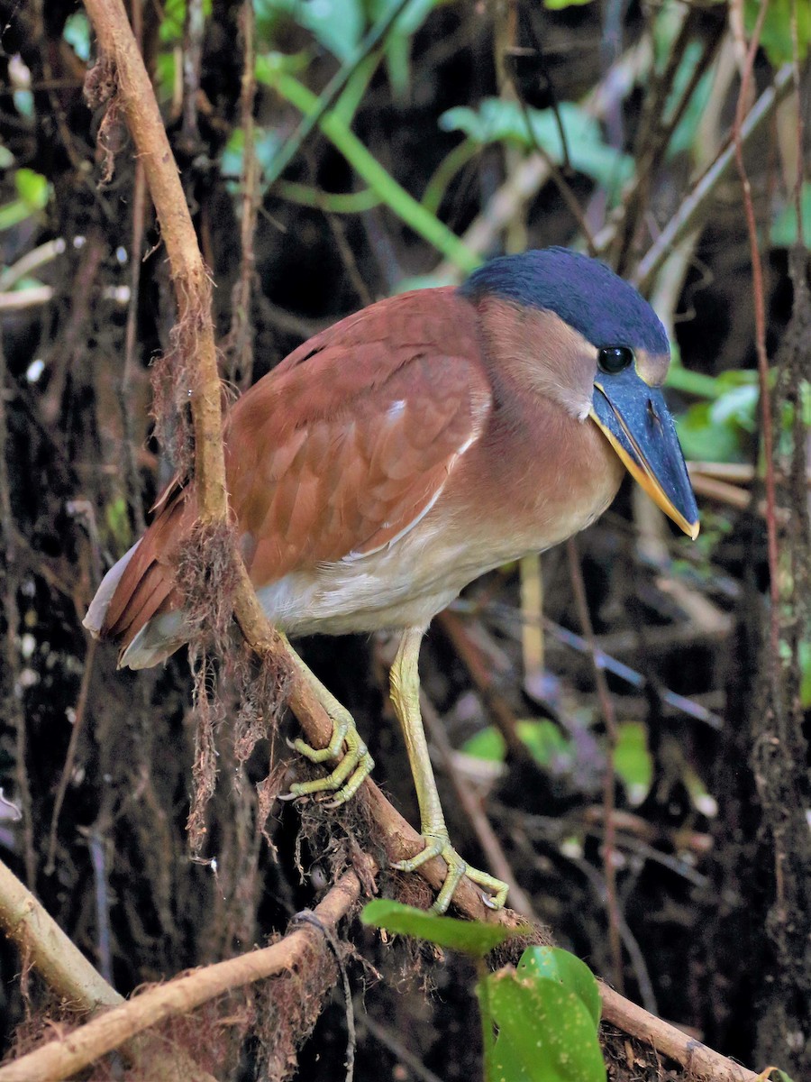 Boat-billed Heron - ML116273301