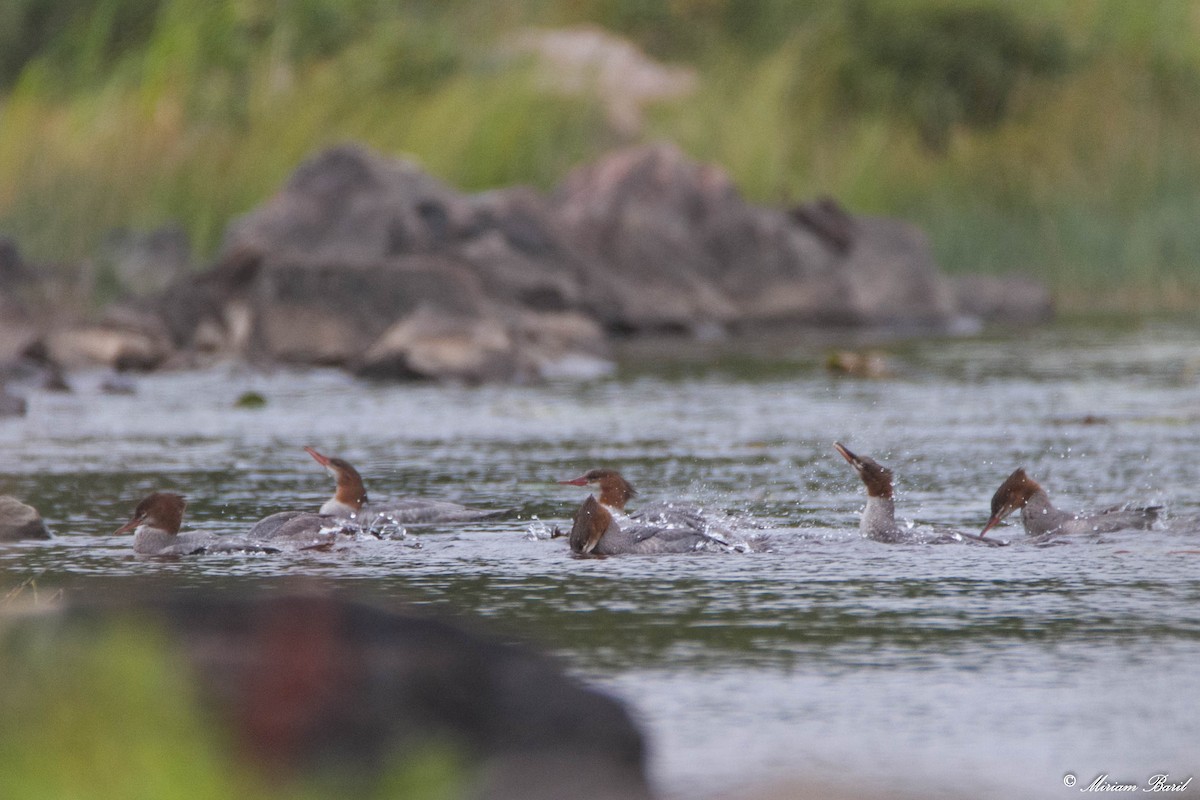 Common Merganser - ML116273411