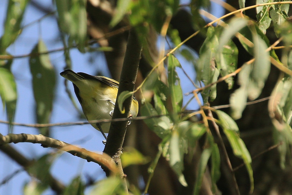 Blue-headed Vireo - ML116273641