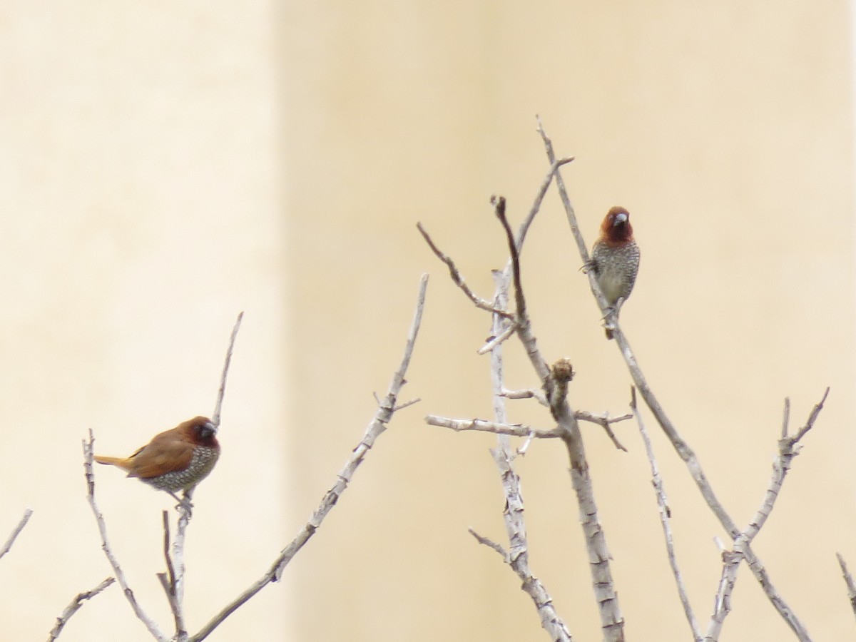 Scaly-breasted Munia - ML116275521