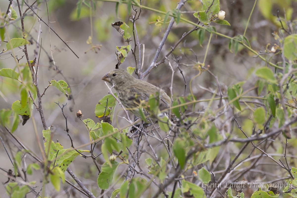 Vegetarian Finch - ML116276431