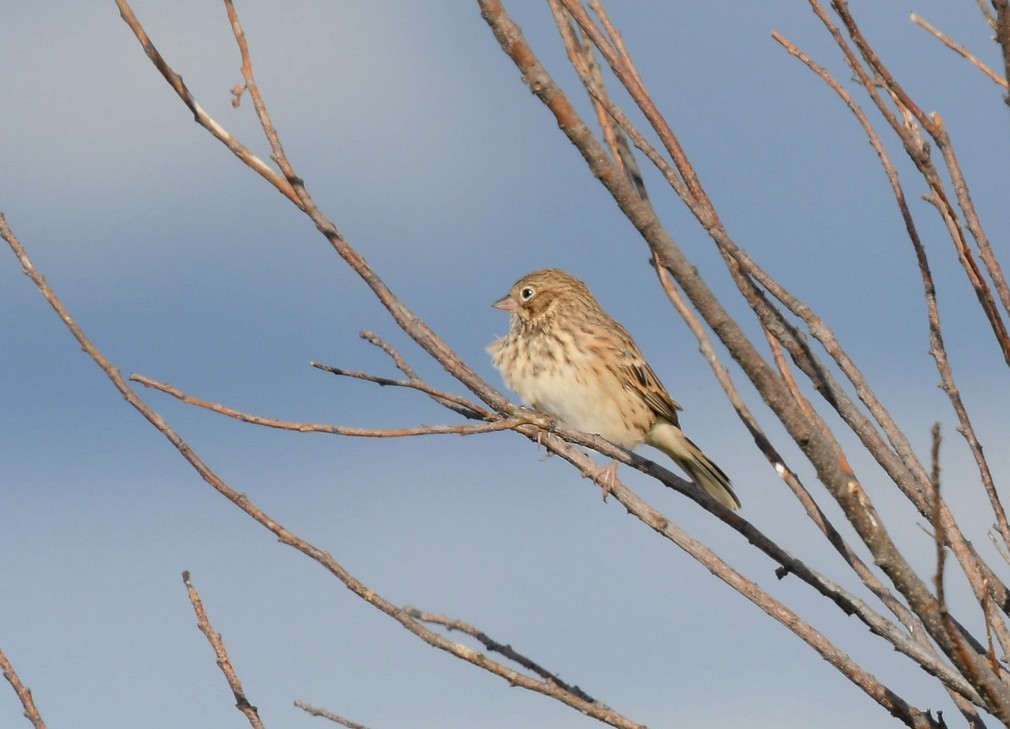 Vesper Sparrow - ML116276631