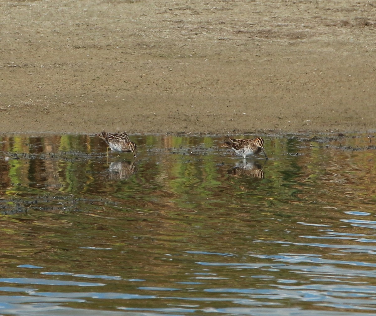 Wilson's Snipe - ML116279071