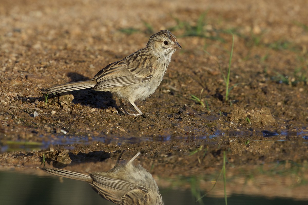 Rufous-winged Sparrow - Eric Heisey