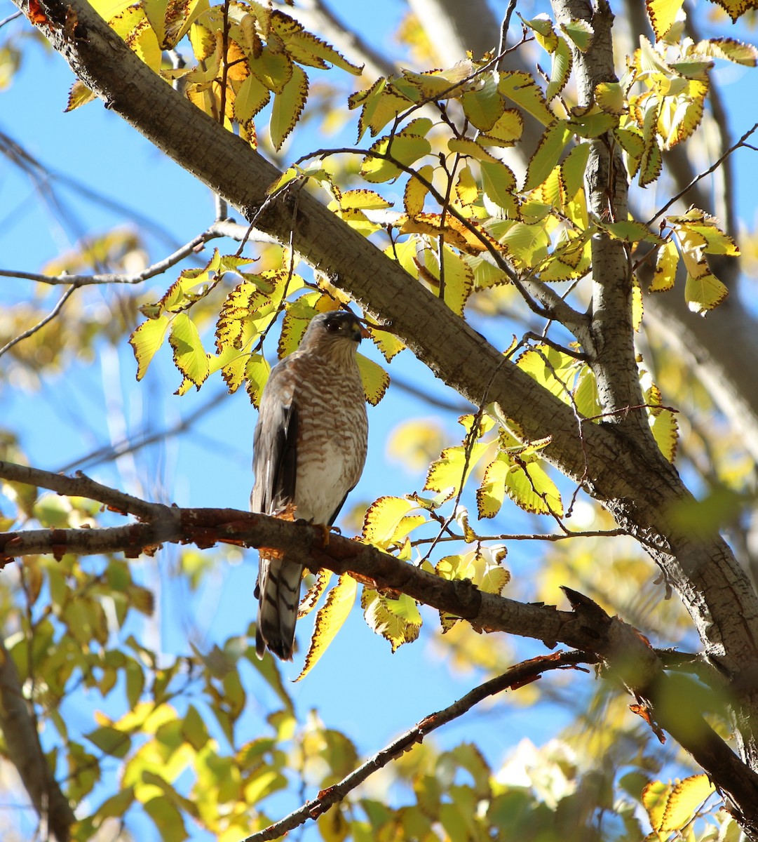 Sharp-shinned/Cooper's Hawk - ML116279371