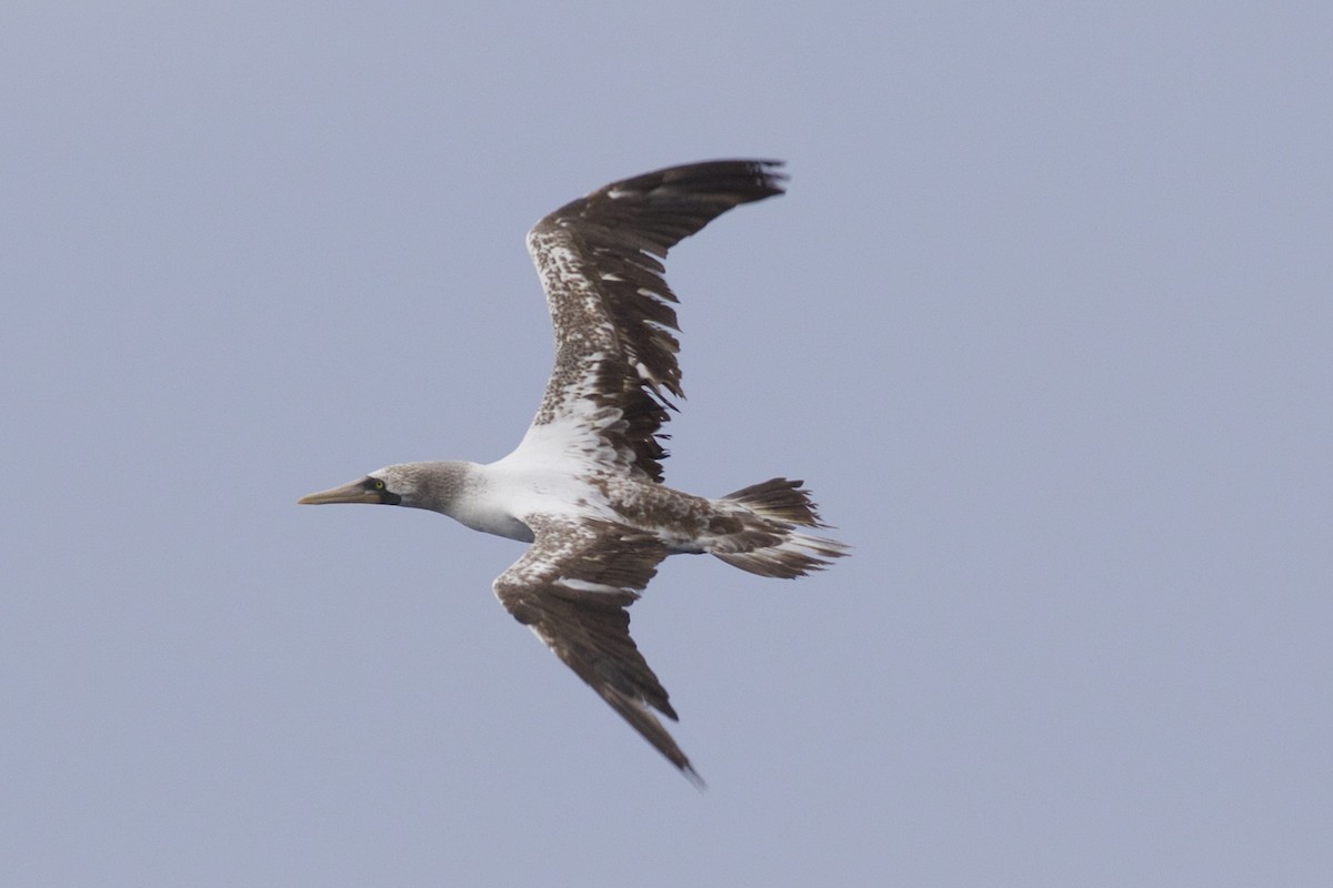 Nazca Booby - Nicole Desnoyers